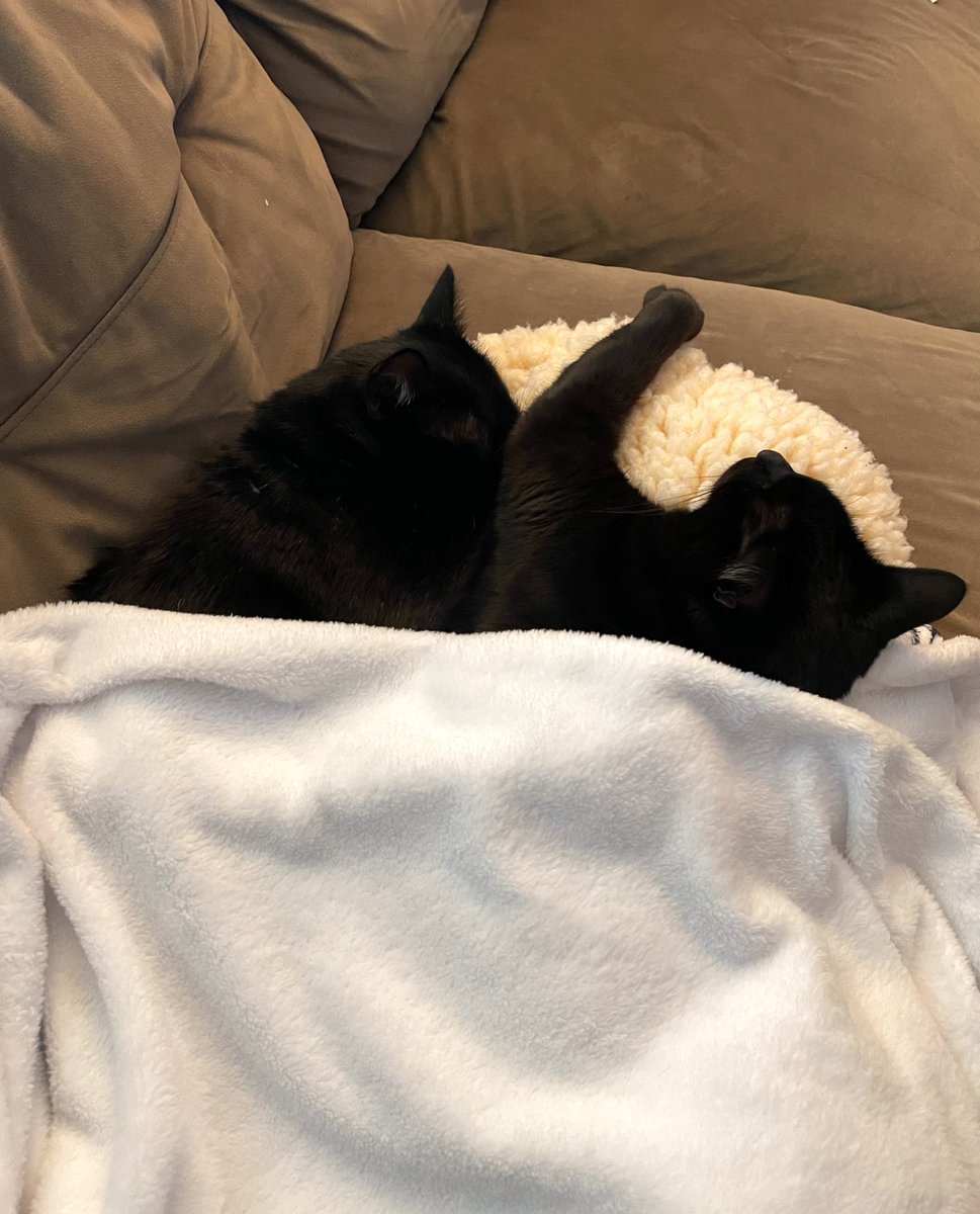 feederofcats's tweet image. bear and bernadette 🖤 a sick feral cat trapped in 2018 and a tiny neonatal kitten found in an old abandoned car in 2019. destined to find each other 🖤