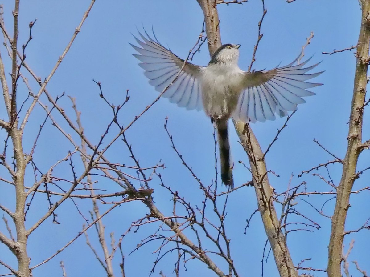 エナガさんが飛ぶ3月の空ヽ(○･▽･○)ﾉﾞ

 #エナガ  #野鳥

#チームm43  #G9PRO   #LUMIX 
#LUMIXJAPAN