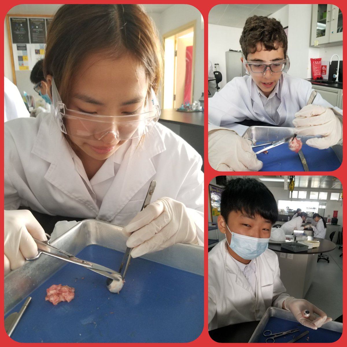 markdthorne's tweet photo. What an eye-ppealing lab today in G8 science class! Yes, this pun is so cornea. #tismacao https://t.co/w3U00ZU4mS