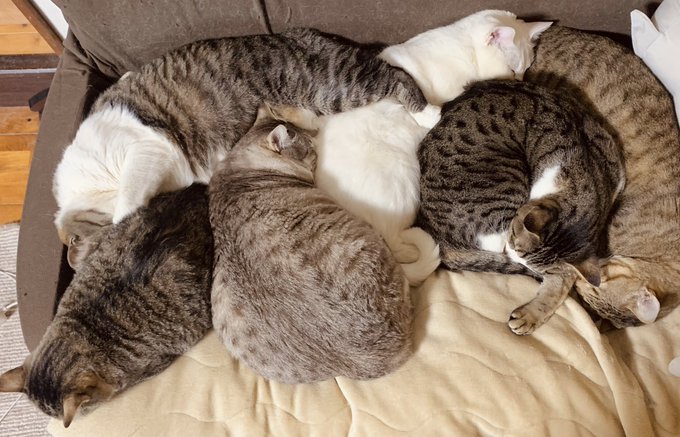 今日もネコ、もりもりに密集してる #猫のいる暮らし #今日の猫 