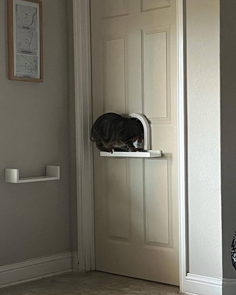 jodigthomson's tweet image. Cat door take 2 is a success! #nodogsallowed instagr.am/p/CpOwzriMiIi/