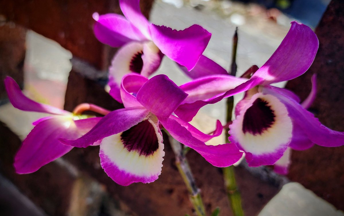MarianneBertr57's tweet photo. #Orchid #bloomage Dispatch:
#Dendrobium nobiles are seriously colorful as I get my first #flowers from this one. 😍 They're taken a lickin' from the near 90° temps we've had. ¡que bonitas!
That's the latest from #Xico #Veracruz
Hope you are enjoying some #orquidea gazing, too https://t.co/r5mq6Fd6zP