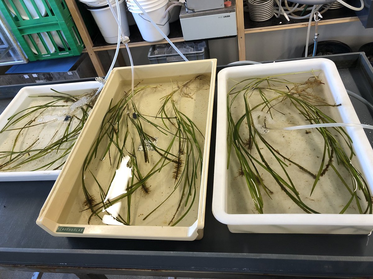 Happy #WorldSeagrassDay!! Here, at RUC (@roskildeuni) we are currently working on the effects of microplastic on seagrass photobiology and performance. Stay tuned for much more info 👉 here and @seas_green #seagrass #photosynthesis #respiration #microplastics #RUC #conservation