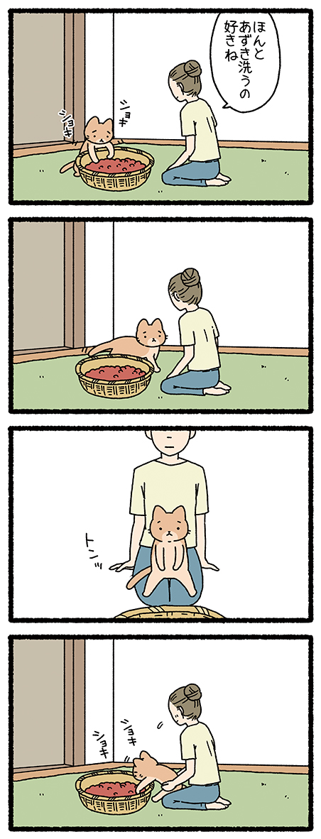 ねこようかい あずきあらい #ねこようかい 