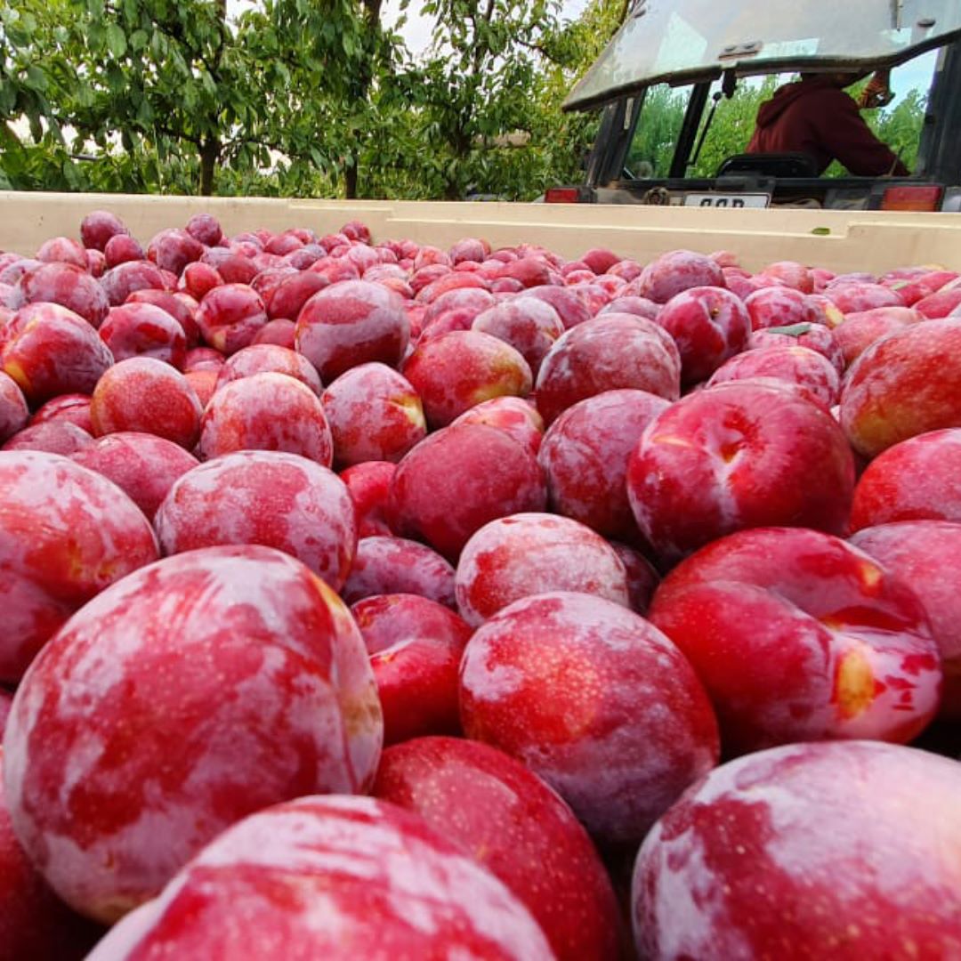 AAAGrowersLtd's tweet photo. Did you know?
The plum is an important symbol in parts of eastern Asia. Both the fruit and flower carry significant meaning and are known to be representative of life and good fortune.
#fruitfact #didyouknow #plums #fruitsymbol #fruitexport #freshfruit https://t.co/AAiagKL5xA