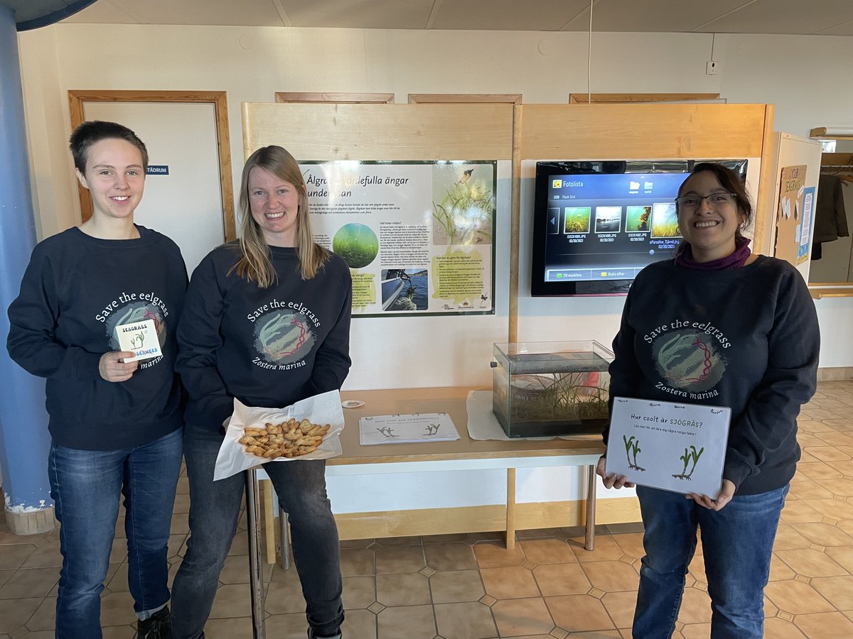 Seagrass is being celebrated at #tjärnömarinalaboratorium on #WorldSeagrassDay with seagrass cookies and poetry! /<a href="/zorrogroup/">ZOsteRa RestOration</a>