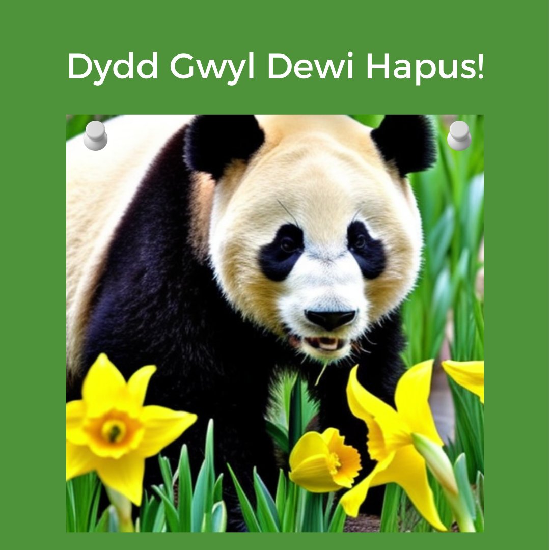 Panda Education (@pandaedultd) on Twitter photo Dydd Gwyl Dewi Hapus!
Happy St Davids Day!
To celebrate we'll be listening to the sweet sounds of <a href="/bronwenlewis_/">B R O N W E N</a> ; looking in the garden at the daffodils opening their sunny faces and maybe eating a Welsh Cake or two.
🏴 #stdavidsday #welshculture #wales #dyddgwyldewisant Dydd Gwyl Dewi Hapus!
Happy St Davids Day!
To celebrate we'll be listening to the sweet sounds of <a href="/bronwenlewis_/">B R O N W E N</a> ; looking in the garden at the daffodils opening their sunny faces and maybe eating a Welsh Cake or two.
🏴 #stdavidsday #welshculture #wales #dyddgwyldewisant
