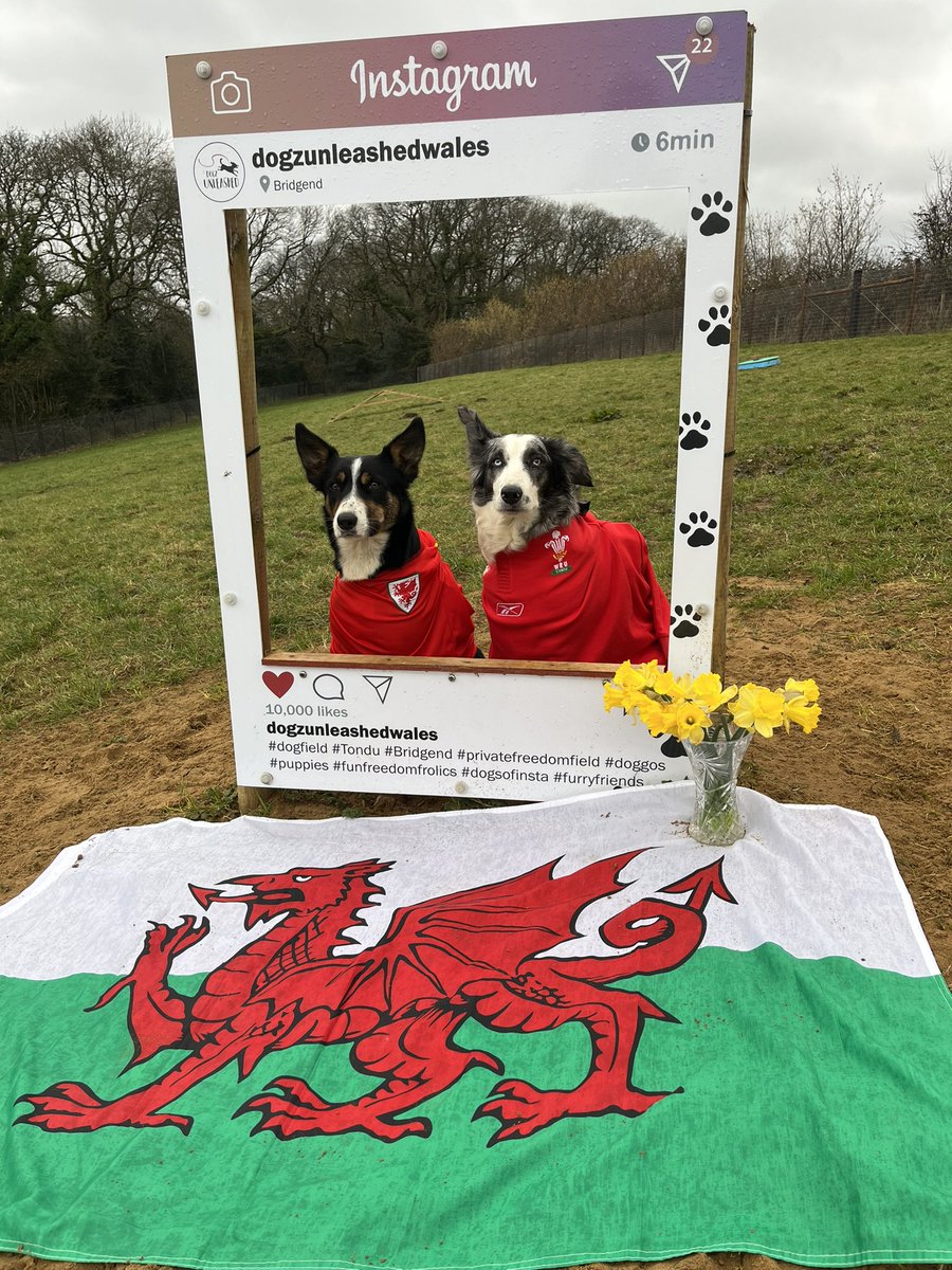 Jacob Anthony (@jacob_cwmrisca) on Twitter photo Dydd Gŵyl Dewi Hapus from the Dogz Unleashed squad 🌼🏴🐶🐾 
#StDavidsDay #DyddGŵylDewi #DogzUnleashedWales #FreedomFields #Dogs #Pups #Tondu #Bridgend #SouthWales Dydd Gŵyl Dewi Hapus from the Dogz Unleashed squad 🌼🏴🐶🐾 
#StDavidsDay #DyddGŵylDewi #DogzUnleashedWales #FreedomFields #Dogs #Pups #Tondu #Bridgend #SouthWales
