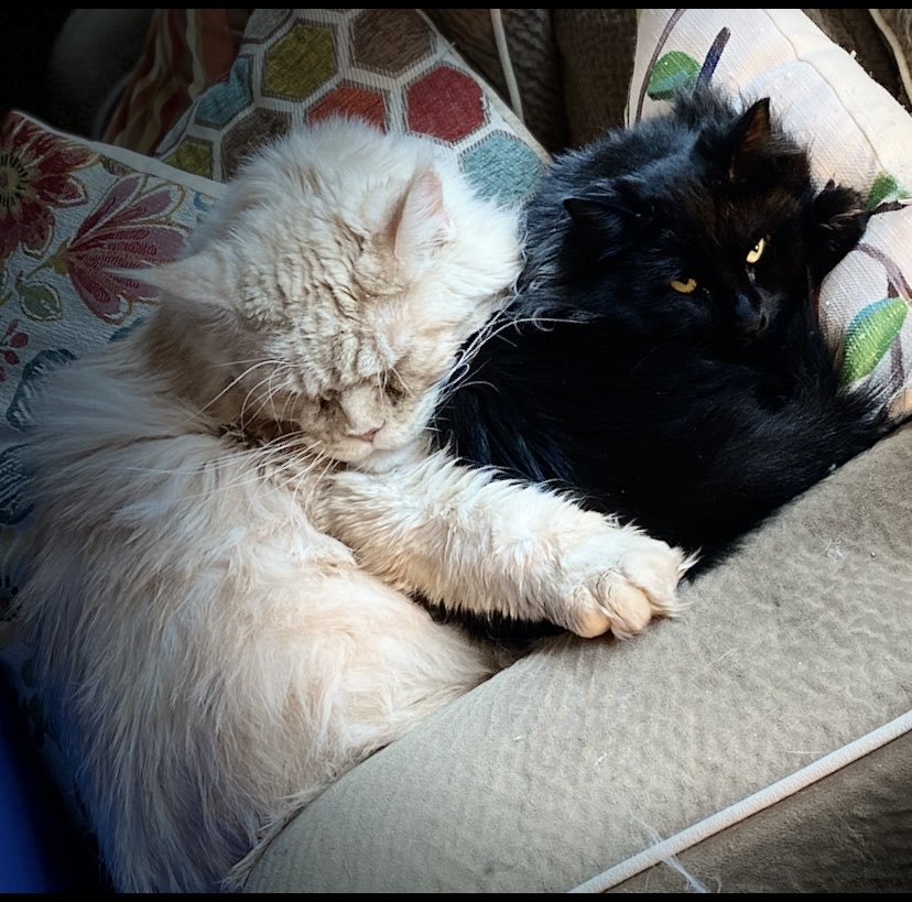 candyk_2011's tweet photo. BFF’s cat-napping https://t.co/wkkwb3BcWp