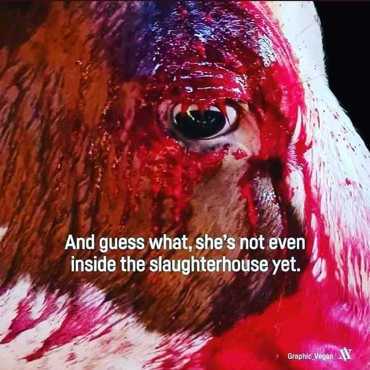 Norman Wisdom 🇮🇪 🏴󠁧󠁢󠁷󠁬󠁳󠁿 (@nwissdom) on Twitter photo 