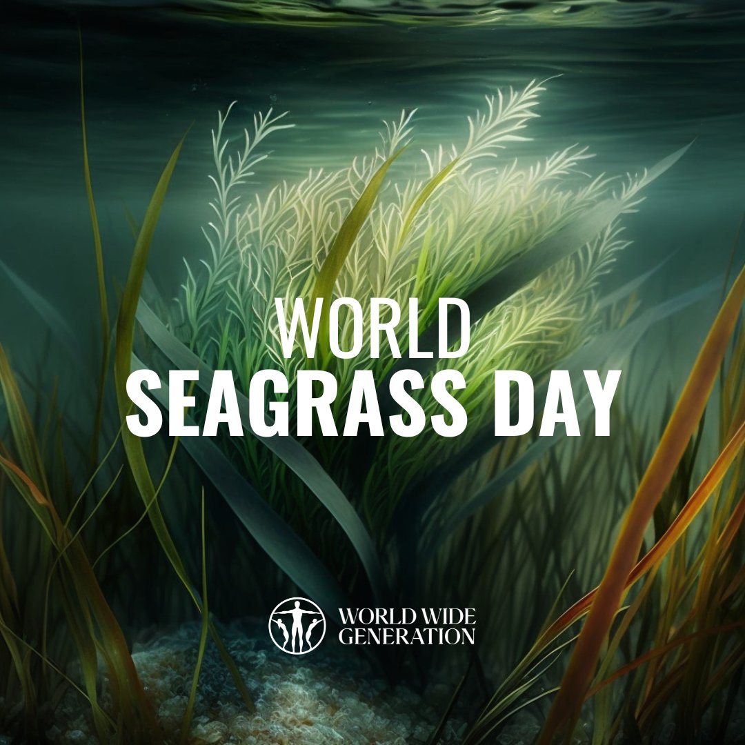 Today is #WorldSeagrassDay!

Let's recognise seagrass's critical role in our #oceans.

These underwater grasses provide vital habitats for marine life, reduce carbon emissions, and protect coastlines.

#OceanConservation #LifeBelowWater #SDG14