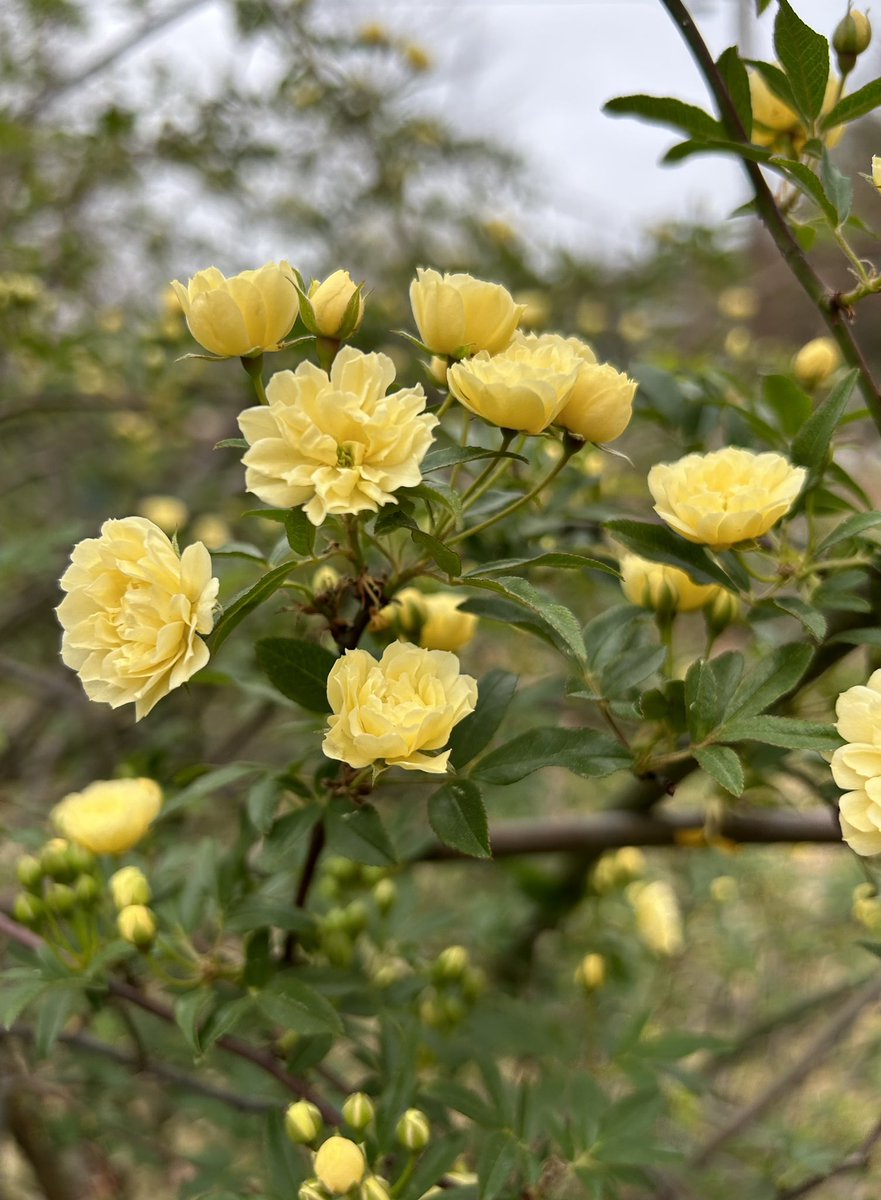 ilenagm's tweet image. It is the first day of #March and #MeteorologicalSpring  For #RoseWednesday my Rosa banksiae rose is already in bloom. It’s the earliest I’ve ever seen it in bloom 💛🌼

#GardeningTwitter #Spring #Flowers #Roses #Gardening #Plants