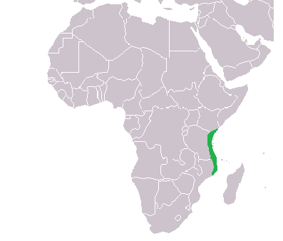 HistorySchmuck's tweet photo. Eastern Coast of Africa, or Zanj, emerged as a trading zone via mixing of Arab and Swahili c1st century CE. They exported ivory, gold, timber, and slaves throughout Indian Ocean. c1500CE Portuguese and later Arabs began conquering cities. #Swahili #BlackHistoryMonth https://t.co/98zucNcyqG
