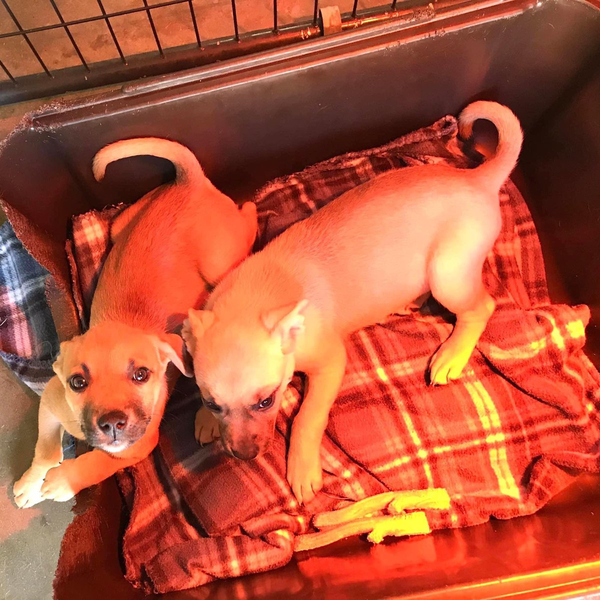 KeithOlbermann's tweet photo. And every dog has its day: Dora and Lee, weeks-old sisters, were abandoned in Arkansas. Malnourished, full of infections and bugs. They've been rescued and need extended vet care but at only modest costs. If you can donate, thank you. If not please RT them https://t.co/p4DAgnsUdw https://t.co/xY16zRv3nm