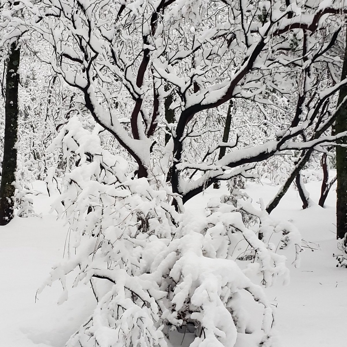 It is great to have some aquifer recharge with all of this snow. The heavy weight has crushed brush (including some of my favorite manzanitas), broken branches, and toppled trees. Will need to do some cleanup to remove the newly added fuels. Yet another fire/water relationship.