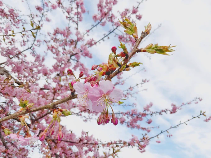 梅と桜が綺麗だったあったかくなって、春めいてきましたね! 