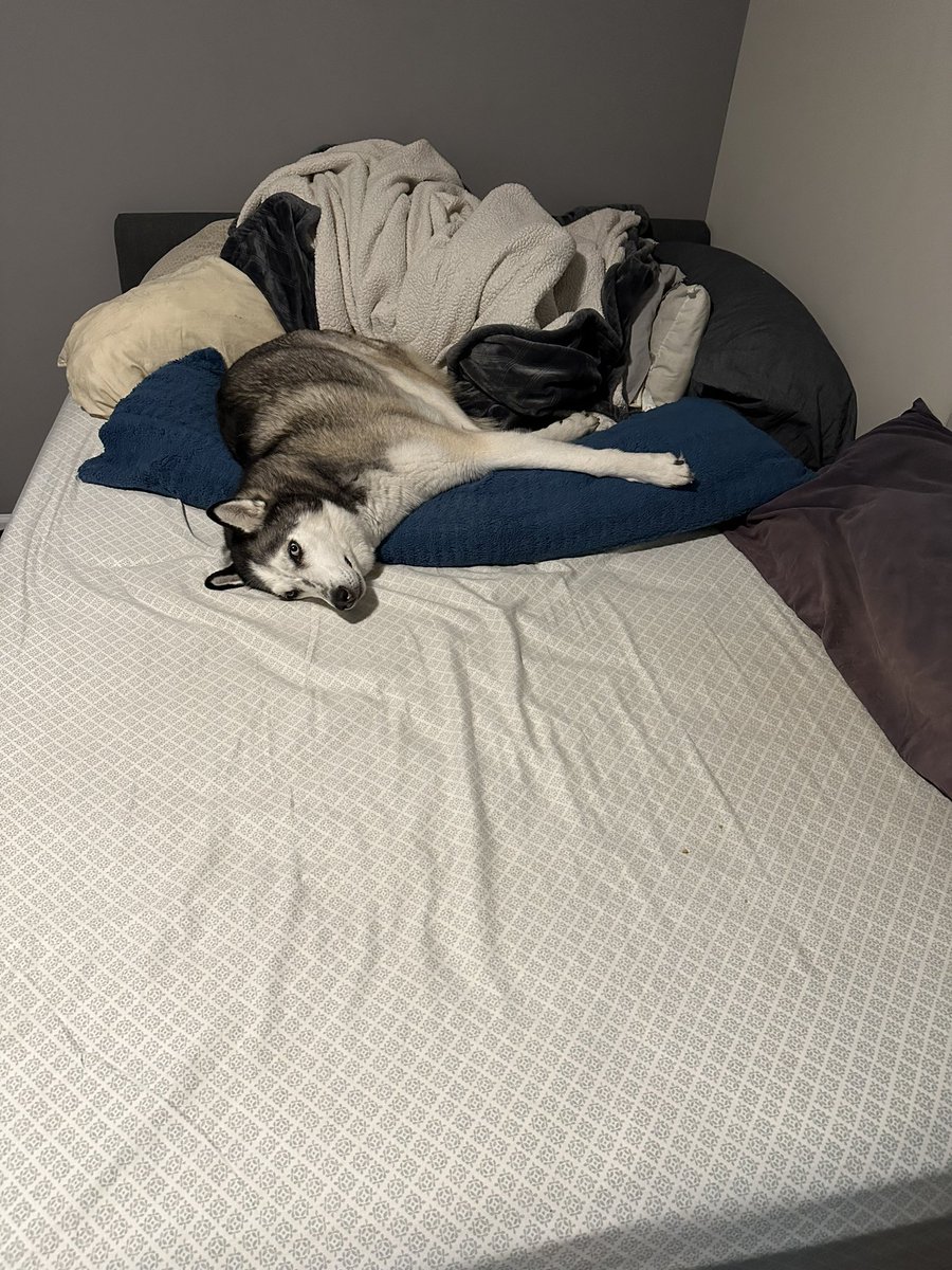 OtterlyHomeless's tweet image. Can anyone tell which part of the bed she’s not supposed to be in? #vtuber #husky #spoileddog