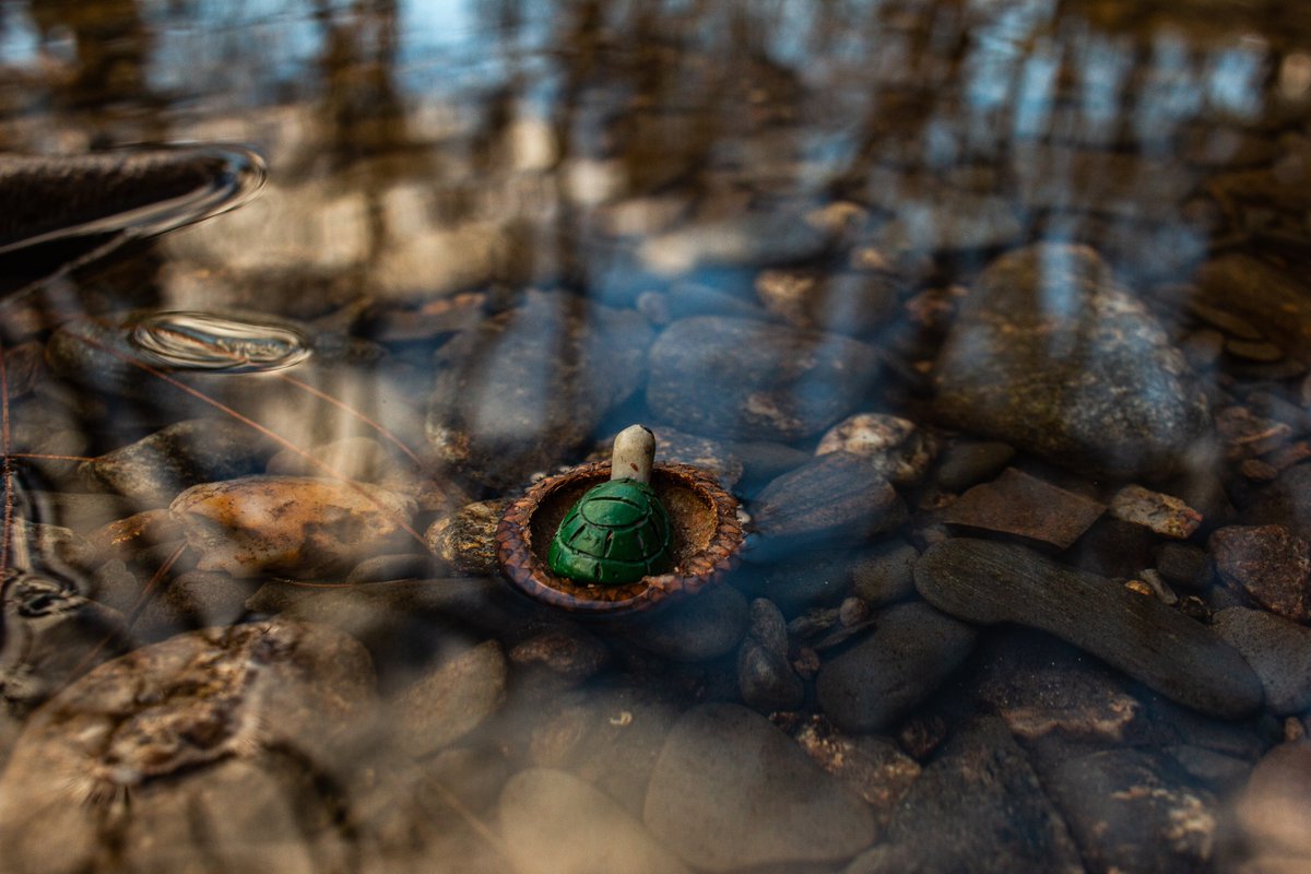 TrueLifePicsMA's tweet image. Adventure Awaits! 
#CaptureTrueLife 
#TrueLifePicsMA 
#TinyTurtle