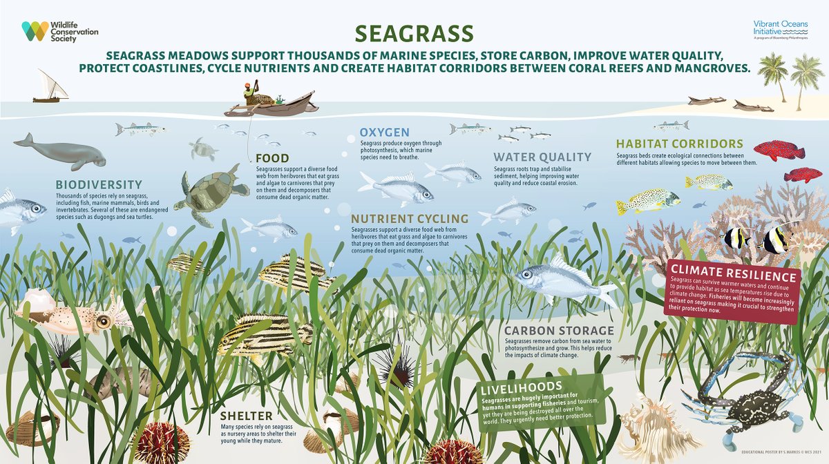 Seagrass meadows are among the most productive and important ecosystems in the world - vital to many marine species, community livelihoods, coastal protection & climate change mitigation. 
tinyurl.com/25nf832r

#WorldSeagrassDay 
Poster available: English, Portuguese, Swahili
