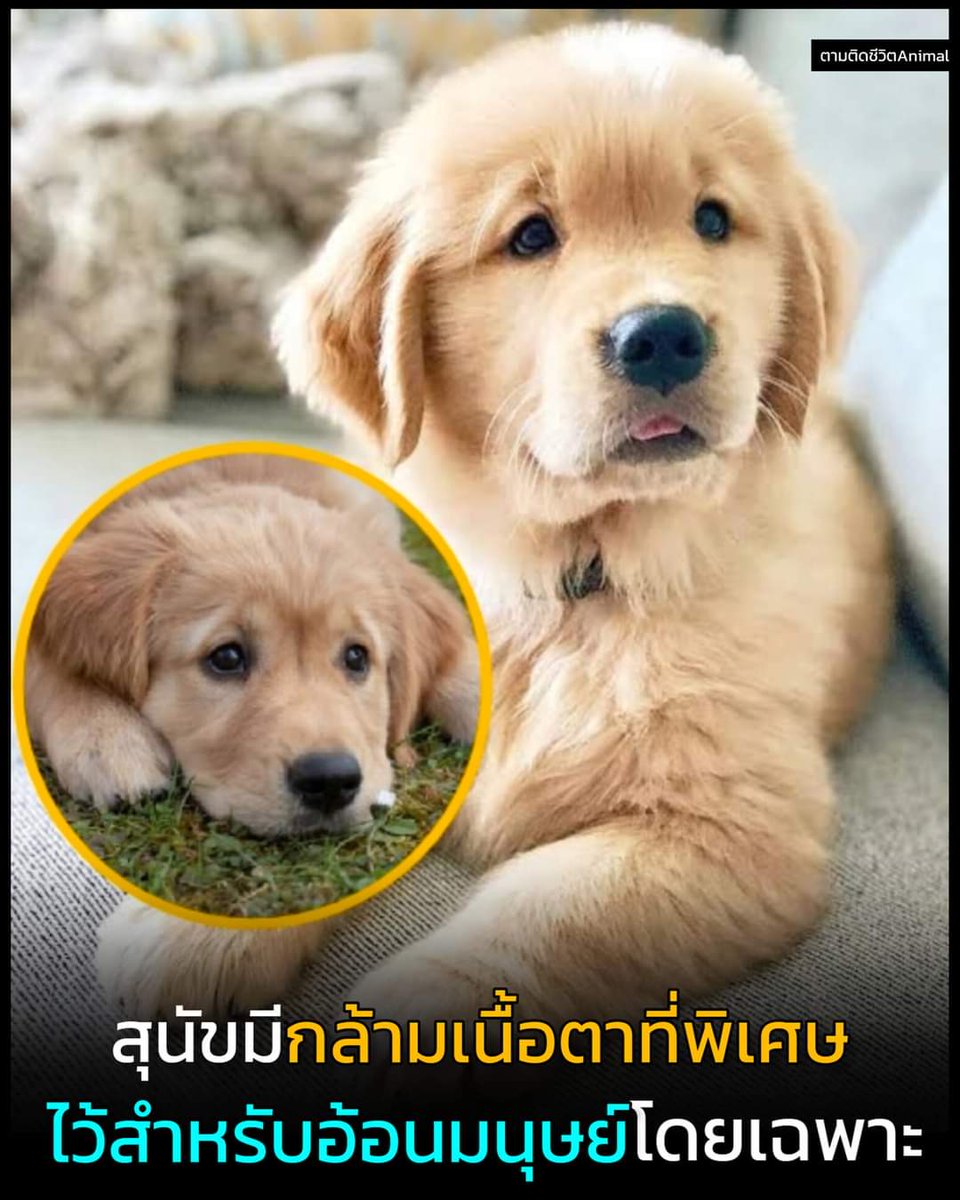 หมาแดงมีวิวัฒนาการกล้ามเนื้อตาไว้อ้อนมนุษย์