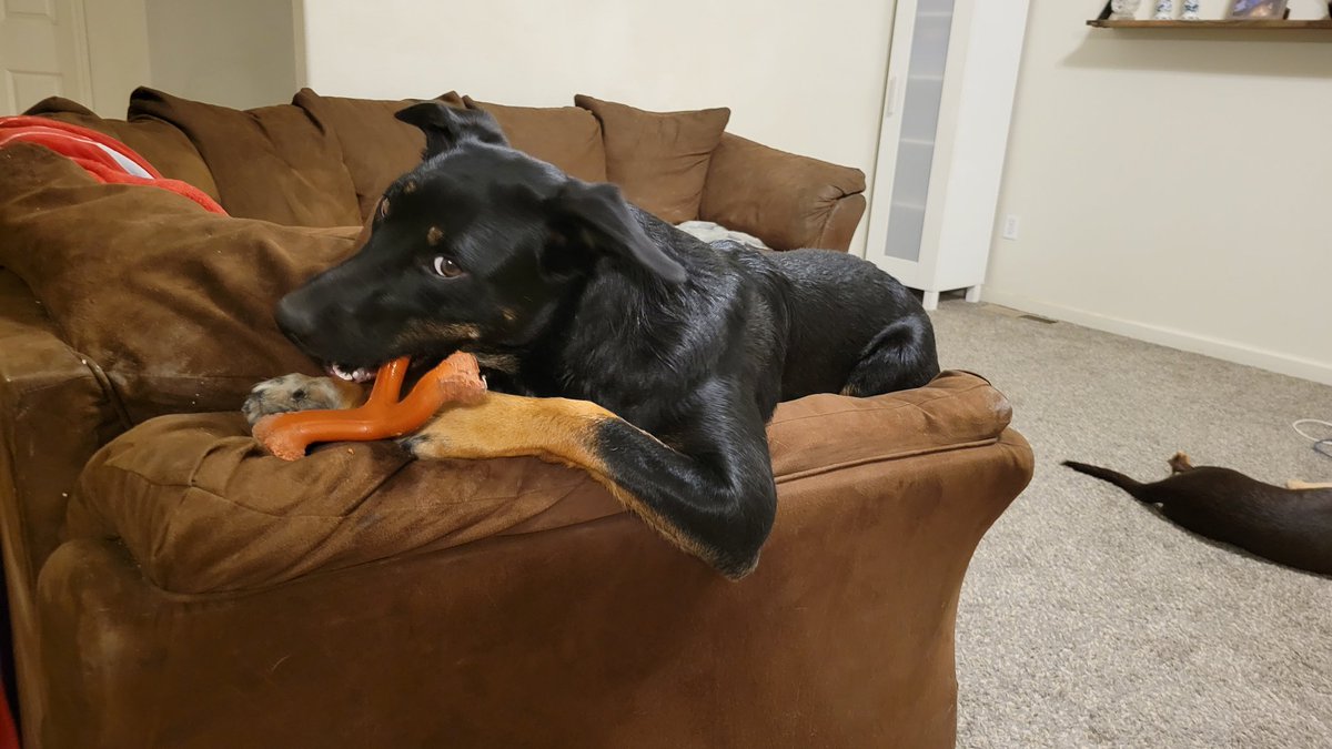 How can this kid be this cute AND have this much attitude? 
#AustralianKelpie