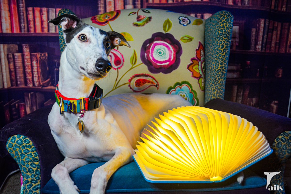 Read me a story...

talesandtails.com/wordless-wedne…