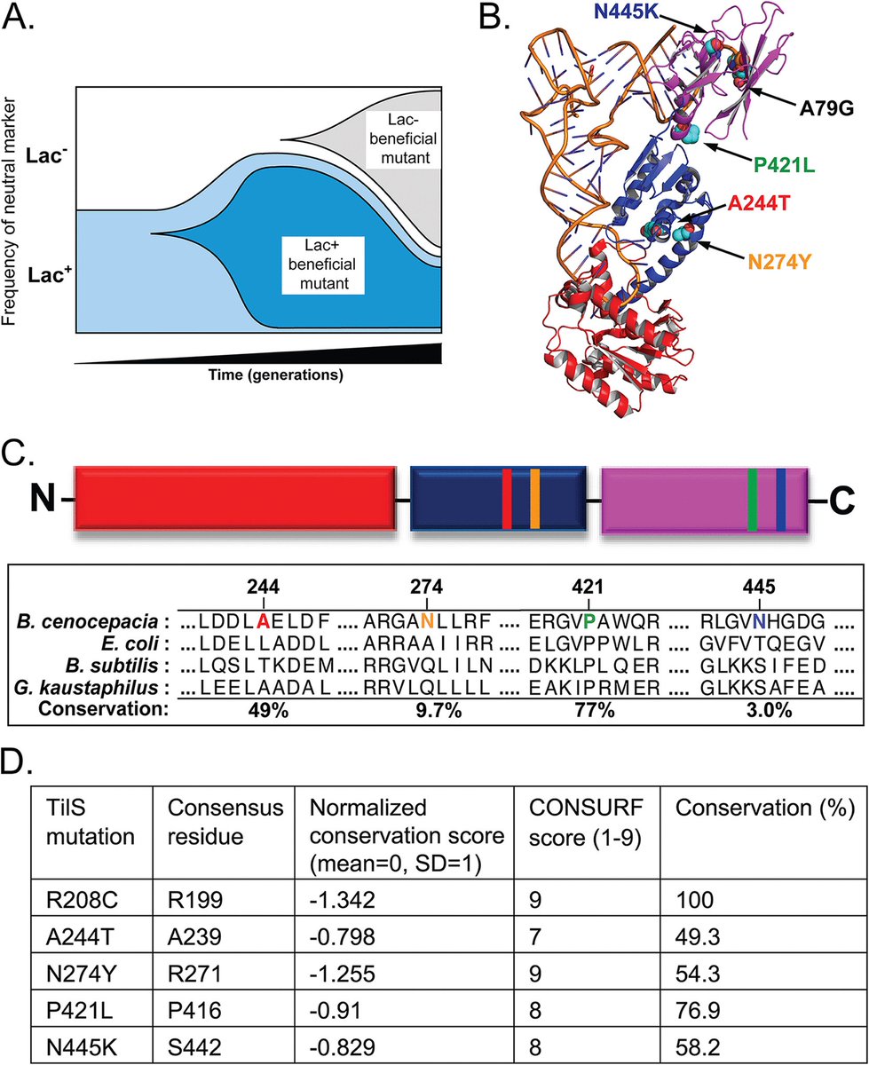 EvolvedBiofilm's tweet photo. 🆒 @mbiojournal from @vscooper
Adaptation to Overflow Metabolism by Mutations That Impair tRNA Modification in Experimentally Evolved Bacteria
Lac or not Lac
Burkholderia cenocepacia NS tilS mutations, but also in #LTEE ❕
https://t.co/3JrEYUcvDd https://t.co/Cbn0ZBH3qj