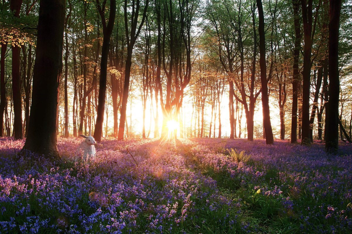 NOISE, BY POOH
Oh, the butterflies are flying,
Now the winter days are dying,
And the primroses are trying
To be seen.
And the turtle-doves are cooing,
And the woods are up and doing,
For the violets are blue-ing 
In the green.
~A.A.Milne #spring #nature