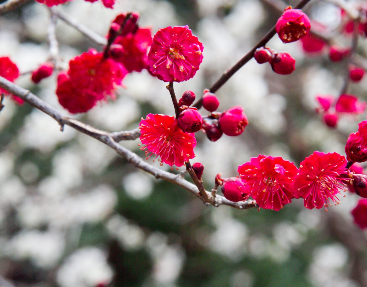 camelliakyoto's tweet photo. 🔍THINGS TO LOOK OUT FOR👀

🎎 Ume (梅の花)-
Flowers grow directly from the branch and have no stem.

are the sparrows too
having a private party?
plum blossoms
雀らも身祝するか梅の花
-Kobayashi Issa (小林一茶), 1804.
Trans. David G. Lanoue.

#Kyoto #plumblossoms #京都 #梅 #Japan https://t.co/bMOLUp0C1Z