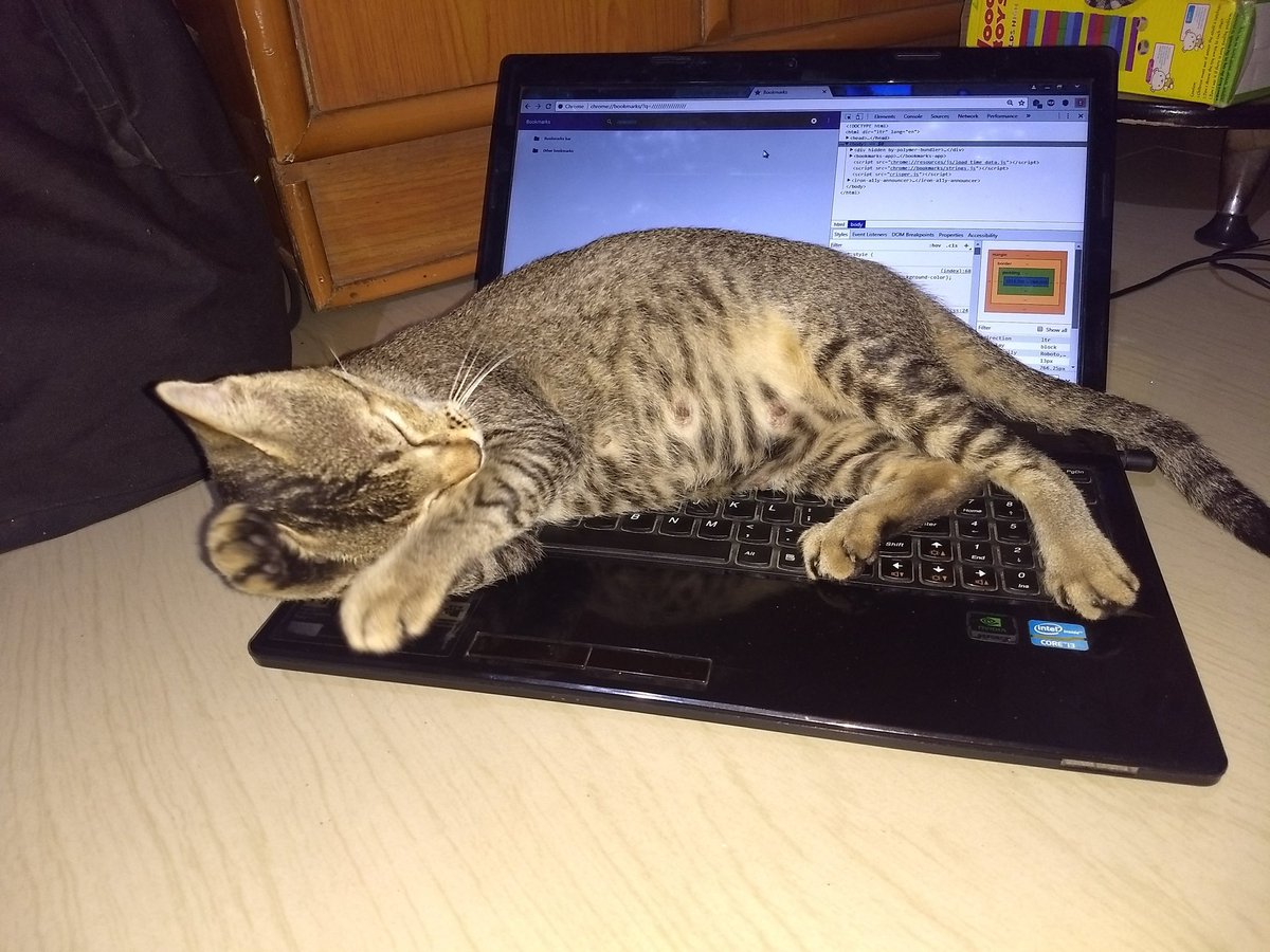 moti_prem's tweet photo. Cassie 🐈 https://t.co/9VdLxErew7