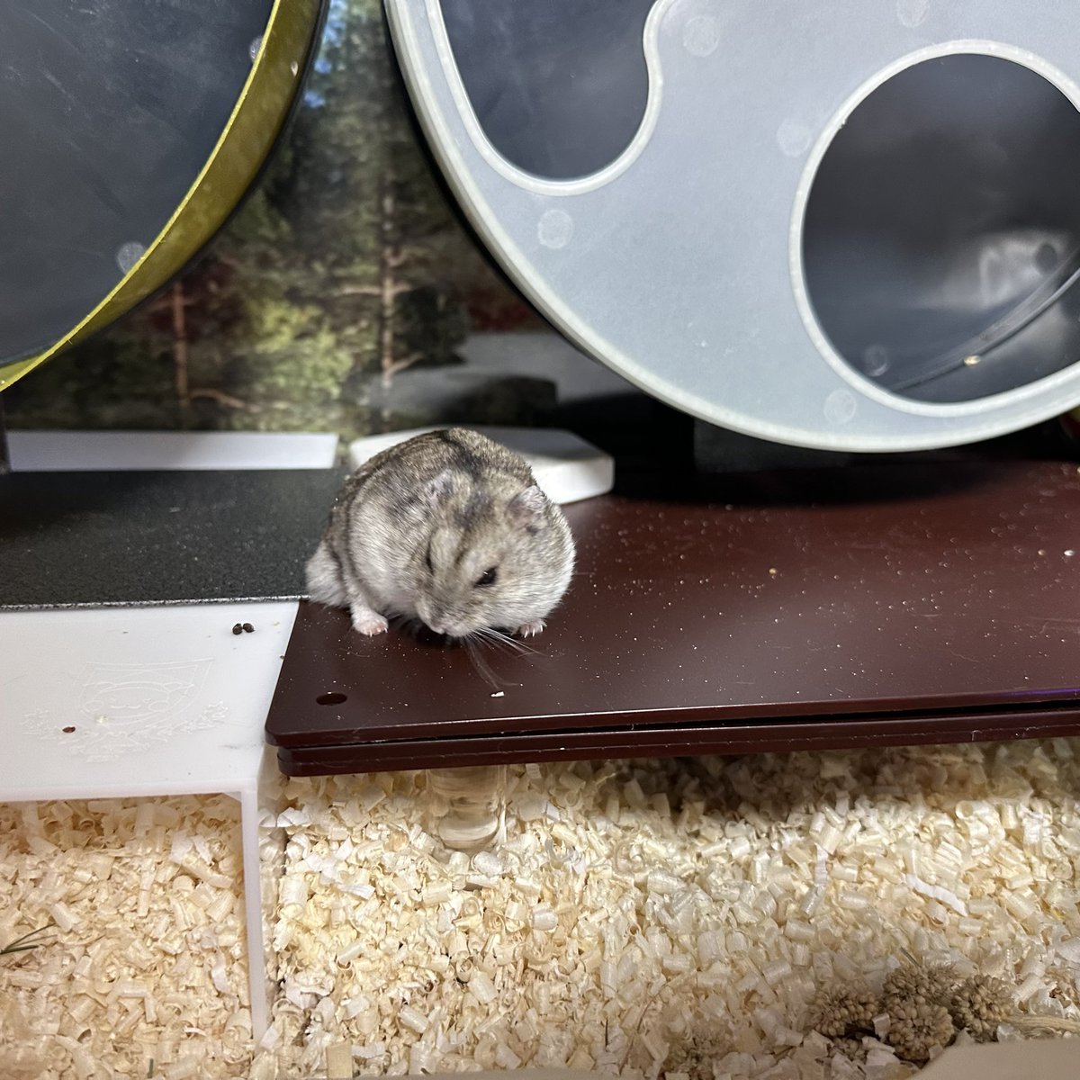 볼따구가 늠 뚱쭝해요