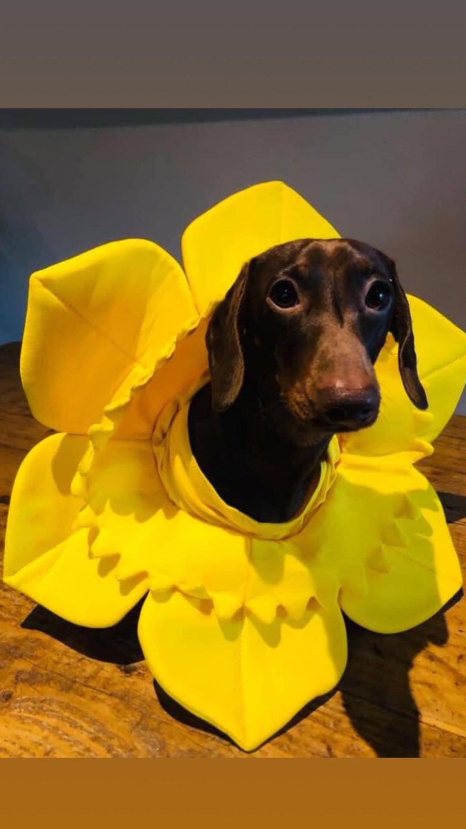 Happy Saint David’s day, from our favourite daffodil 🙈😂🌼💛
#HappyStDavidsDay #DogsofTwittter #dachshund #Daffodil