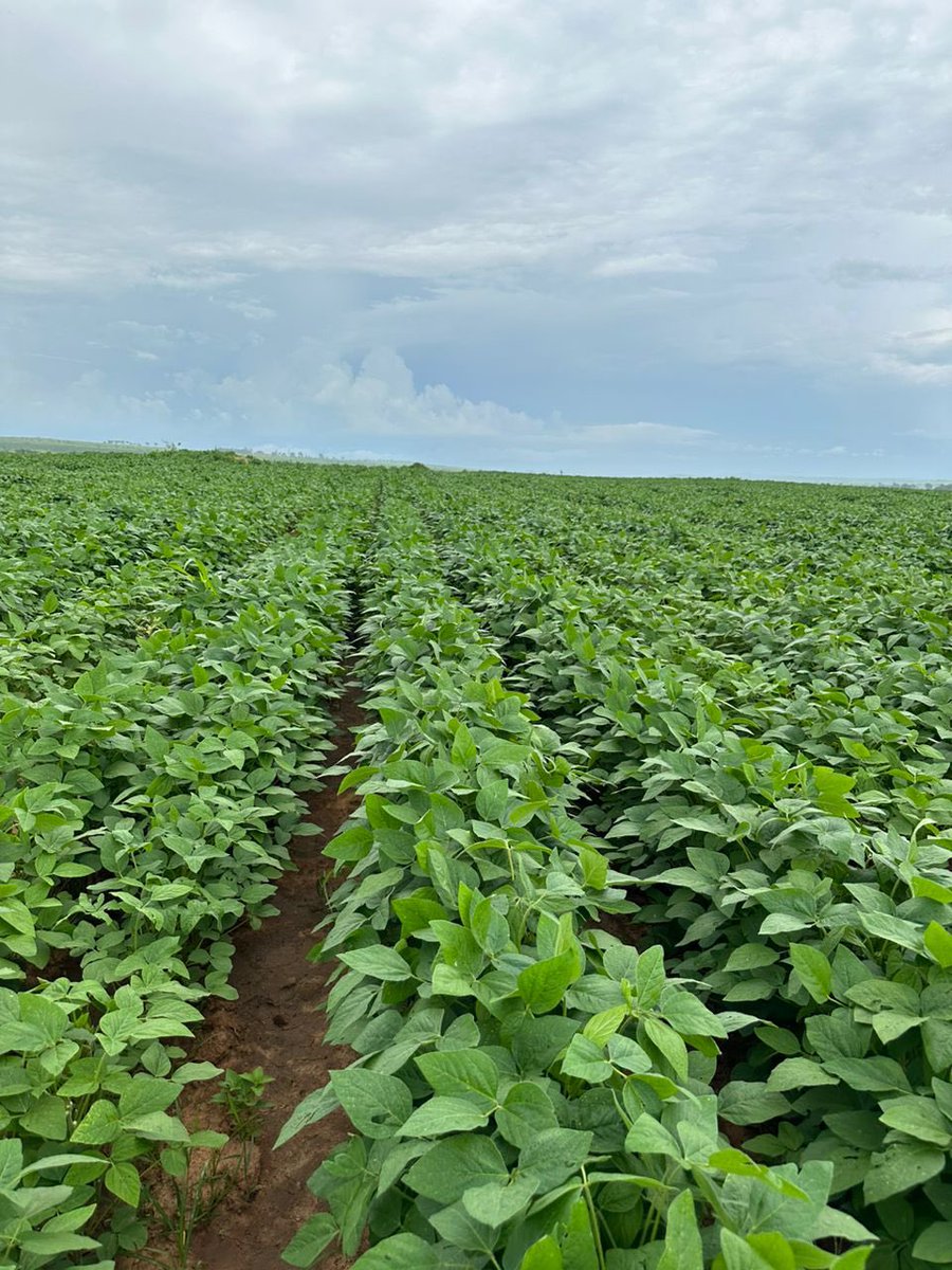 His courage to do what he’s never done before motivated us and it is so pleasing to see how far he’s gone. 

#YouthsCAN
#YouthsInAgriculture
#ItStartsWithTheRightSeed
#seedcombambande