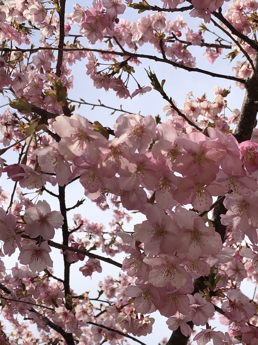 童しの「しのぶちゃんとお花見デート河津桜が満開だったんだぜっ!#童しの 」|ナンプラー日の和🪷🦋のイラスト