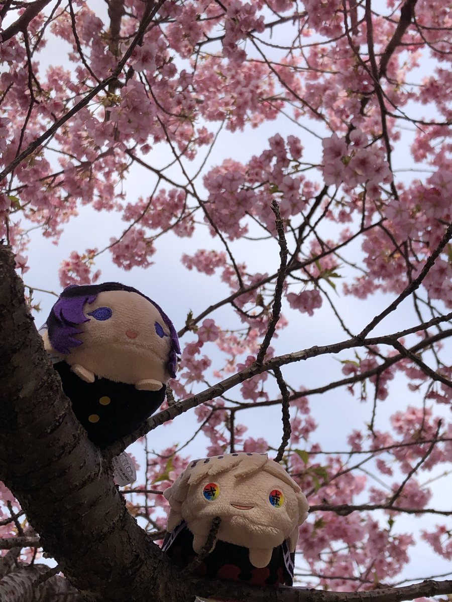 童しの「しのぶちゃんとお花見デート河津桜が満開だったんだぜっ!#童しの 」|ナンプラー日の和🪷🦋のイラスト