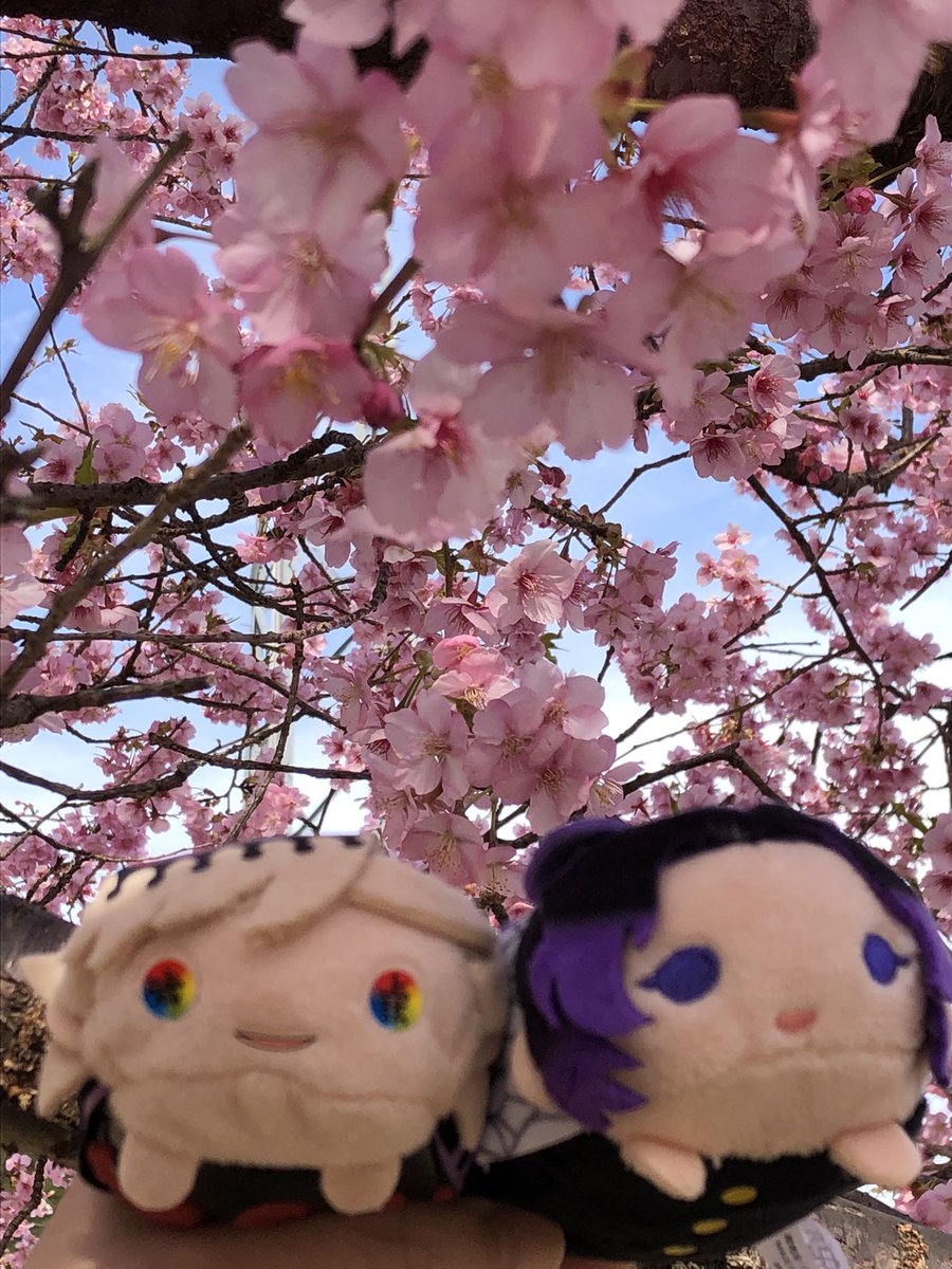 童しの「しのぶちゃんとお花見デート河津桜が満開だったんだぜっ!#童しの 」|ナンプラー日の和🪷🦋のイラスト