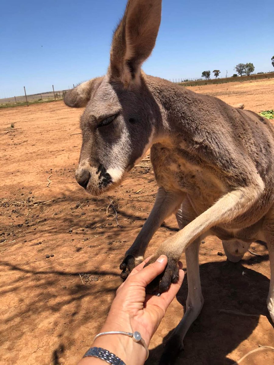 'In honour of #WorldWildlifeDay there will be a peaceful protest against the ongoing slaughter of our beautiful, iconic #kangaroos.
This Friday 3rd March, 
Rundle Mall, Adelaide 
11.30am.
All welcome!'
@AnimalLibORG South Australia
#StopKillingKangaroos
@PMalinauskasMP @alpsa