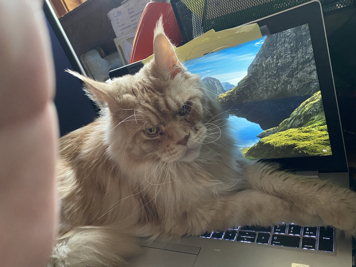 candyk_2011's tweet photo. Is it Friday yet? #CatsofTwitter https://t.co/cE5WG9Nwqf