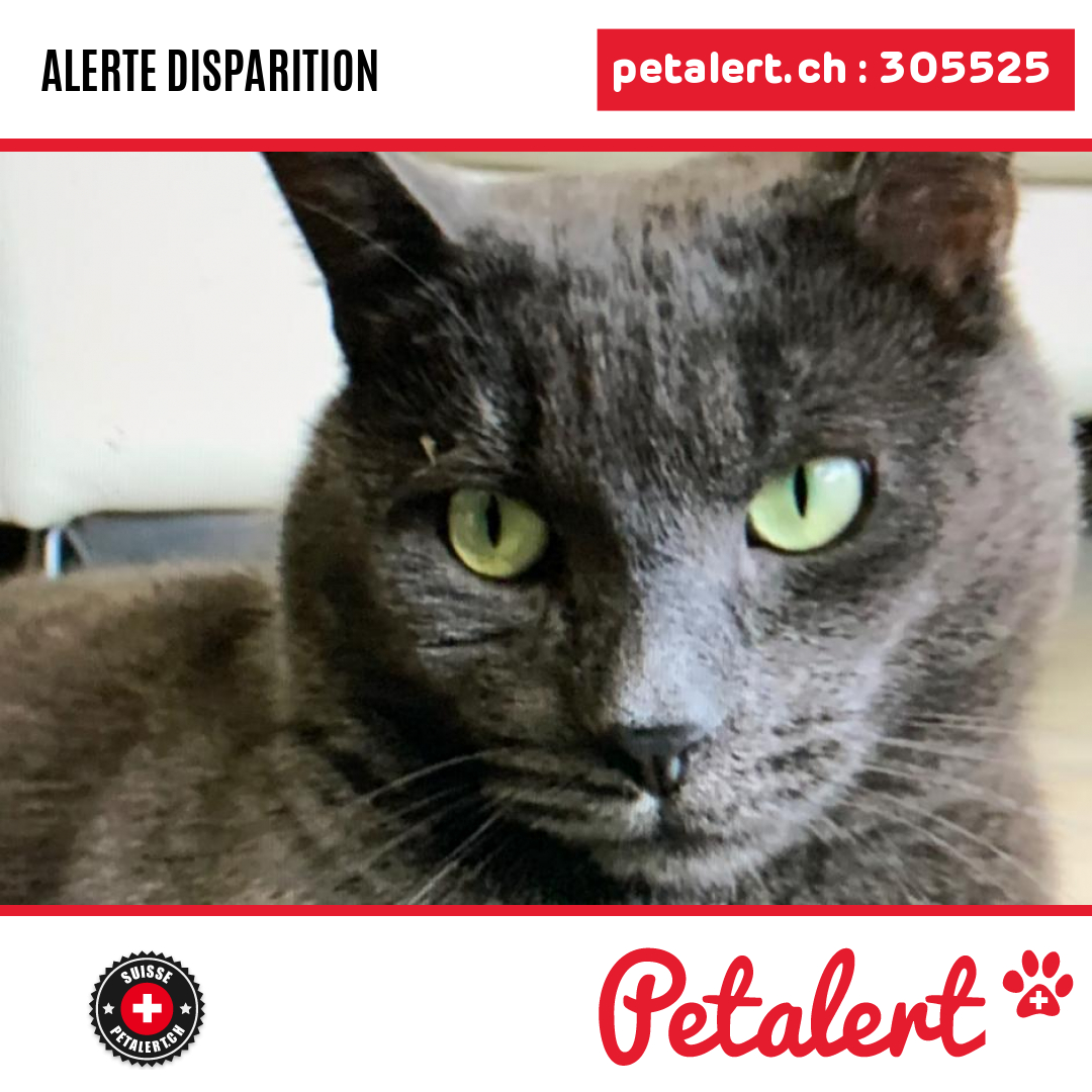 Disparu #Chat #Fribourg #ChatelSaintDenis #Petalert  #PetAlertFR / p3t.co/TTdLs