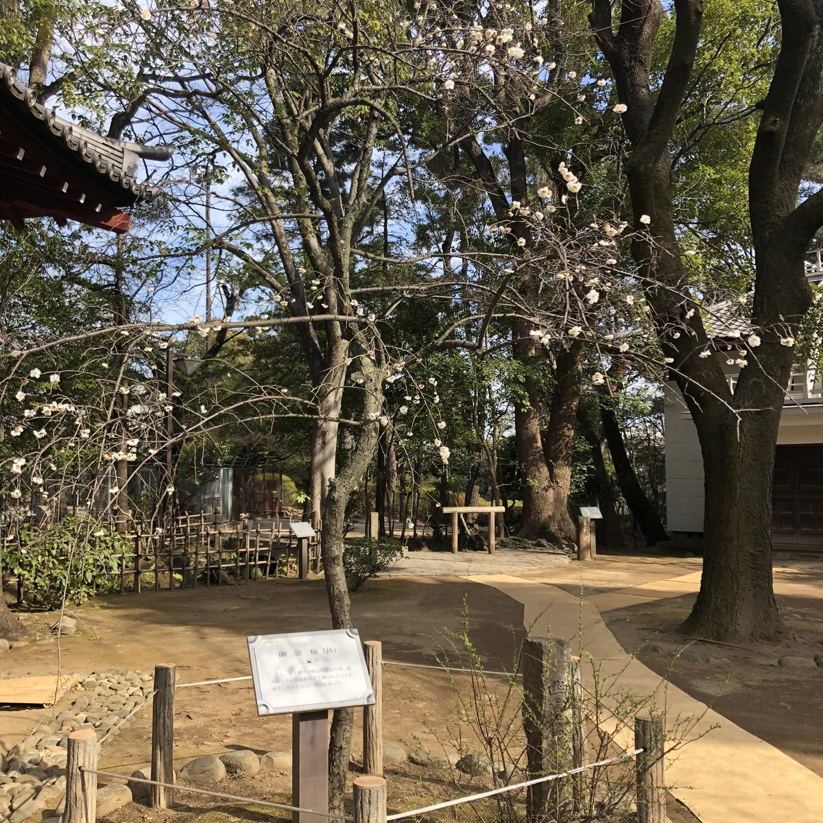 「建中寺門前の紅梅 名古屋市東区 2023,2,28 ふらり六十五  より実兄が、」|belne公式베루네_ガーデンみ06bのイラスト