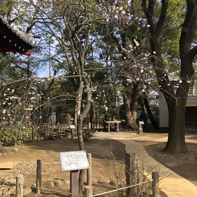 建中寺門前の紅梅 名古屋市東区 2023,2,28 ふらり六十五  より実兄が、梅見した翌日、私は仕事帰りに哲学堂で梅見して参りました。 