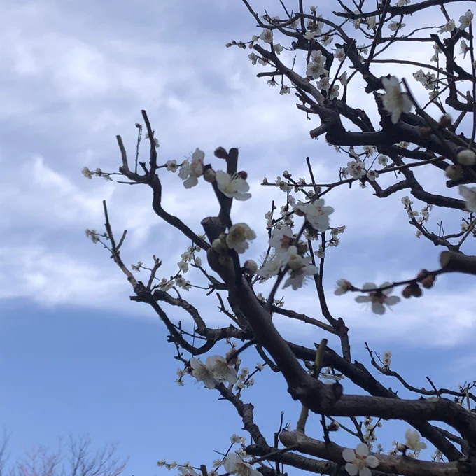 建中寺門前の紅梅 名古屋市東区 2023,2,28 ふらり六十五  より実兄が、梅見した翌日、私は仕事帰りに哲学堂で梅見して参りました。 