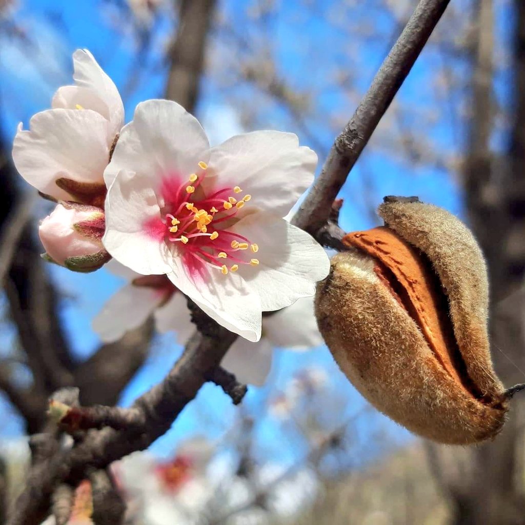 MARÇ

"Si hi ha flor no veuràs fruit,
ja saps que si aquest mes trona
el bestiar queda ben cuit,
però l'ametlla surt més bona".

   Anaís Falcó i Christian Simelio
   Grup Corrandes són Corrandes.