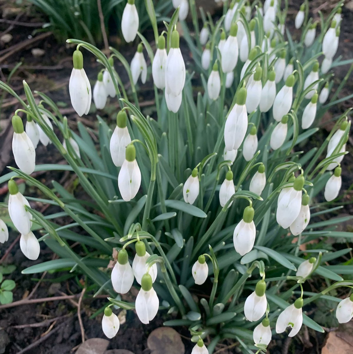 aspirelanguages's tweet photo. Le mot de mecredi, c'est un perce-neige  🤍
J’ai lu que le perce-neige est ‘le messager du printemps’ et le symbole d’espoir   🤍

Wednesday's word is a snowdrop  🤍
I read that the snowdrop is the messenger of spring and the symbol of hope   🤍 

#langtwt #learnfrench https://t.co/VK3NXBrYjb