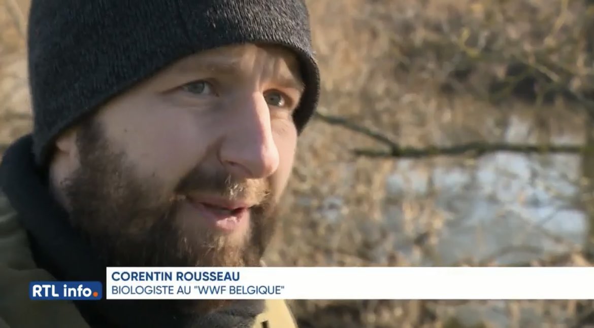 WWF_Belgique's tweet photo. "Elle va changer de cachette chaque matin": découvrez le travail des expert·es du @WWF_Belgique et de ses partenaires sur le terrain sur la piste des loutres en #Wallonie 🔍🦦 #biodiversité #WWF 
📺Reportage de @criclement pour @rtlinfo 👉https://t.co/GiOZgQCQ5X https://t.co/qPzgnGIy6d