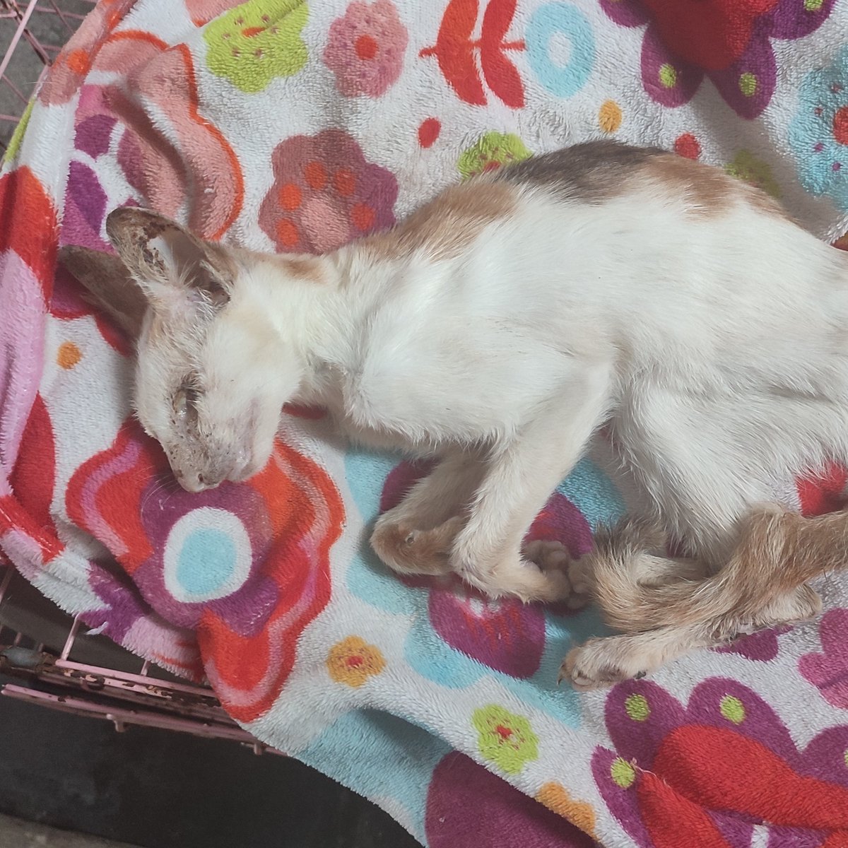 mycammedia's tweet photo. We have said goodbye to our lovely little blind cat Sonar, who was rescued just a couple of weeks ago and died due to FIV.
#animalresue
#indonesia
#Ireland
#IrishinIndonesia #irlandiadiindonesia #AMTIPetshop #mycammedia #mytravelmedia #catrescue #twitterfiles #elonmusk https://t.co/wiXF87ySgy