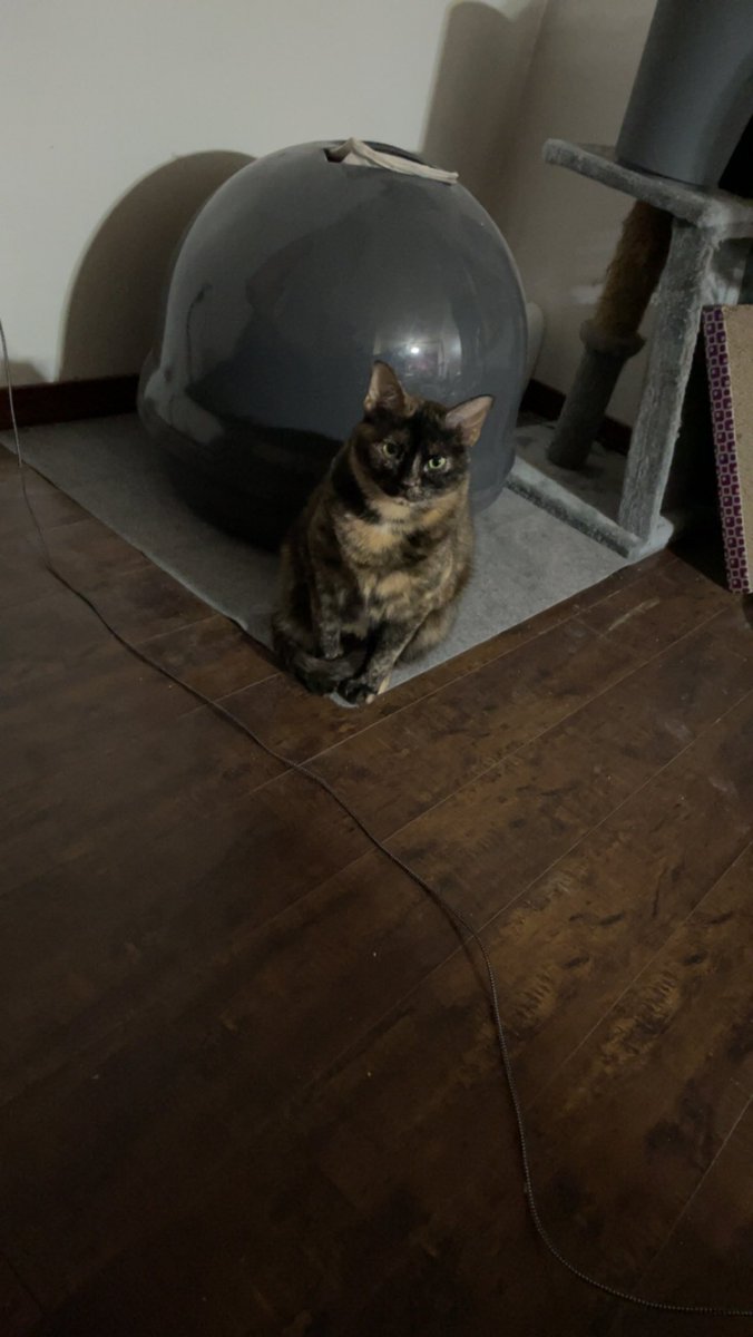 Rebekah Morgan tweet media