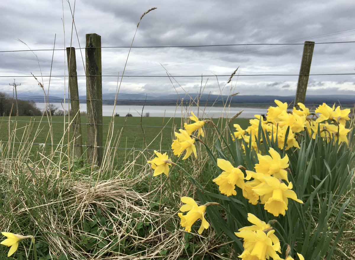 DRnaturegirl's tweet image. Pinch punch, 1st of the Month and no returns! Happy 1st March. Daffodils are such cheerful flowers,whatever the weather. #1stMarch #newmonth #notspringyet #Daffodils