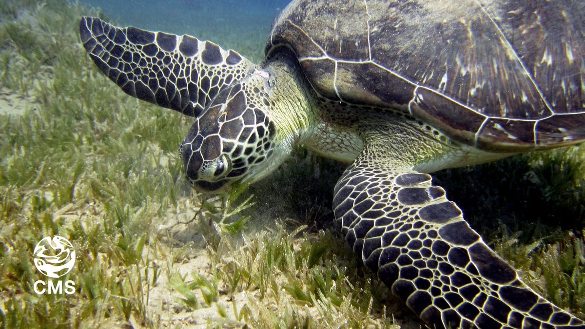 Convention on Migratory Species (CMS) (@bonnconvention) on Twitter photo Today marks the 1st celebration of the <a href="/UN/">United Nations</a> #WorldSeagrassDay
Seagrasses are amongst the most widespread coastal habitats on the planet,essential both for many migratory species of wild animals, as well as for #ClimateChange mitigation.
Learn more: cms.int/en/news/seagra… Today marks the 1st celebration of the <a href="/UN/">United Nations</a> #WorldSeagrassDay
Seagrasses are amongst the most widespread coastal habitats on the planet,essential both for many migratory species of wild animals, as well as for #ClimateChange mitigation.
Learn more: cms.int/en/news/seagra…