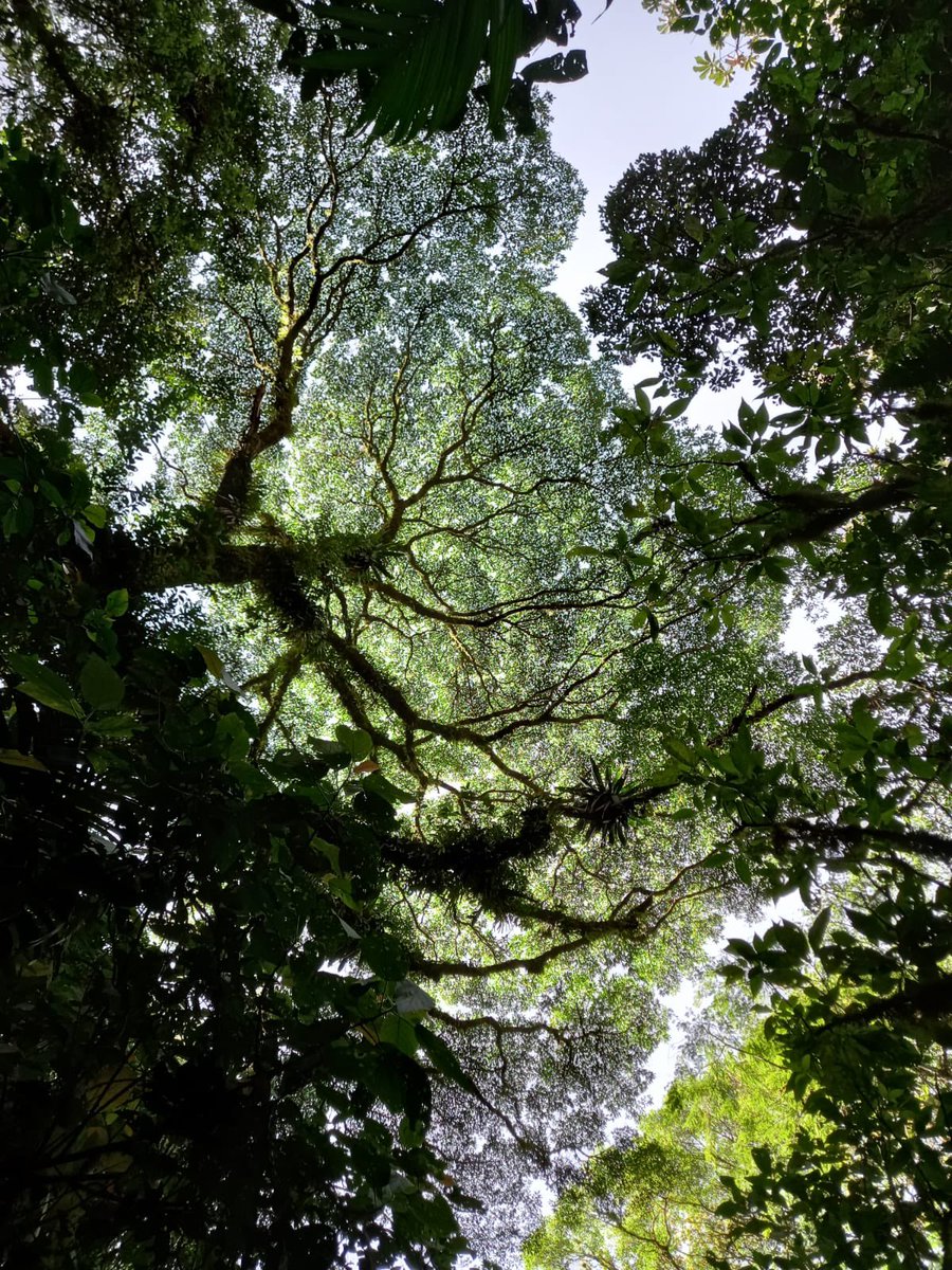 🟢 Trouver le bon équilibre entre préservation des forêts et impératifs de développement dans un pays où tout reste à faire : tel est l'enjeu du #OneForestSummit🌳 🌍 🇬🇦 
#Gabon #Ecologie #environnement 

➡️ linkedin.com/posts/th%C3%A9…